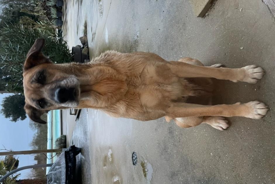 Alerta descoberta Cão cruzamento  Fêmea Longèves France