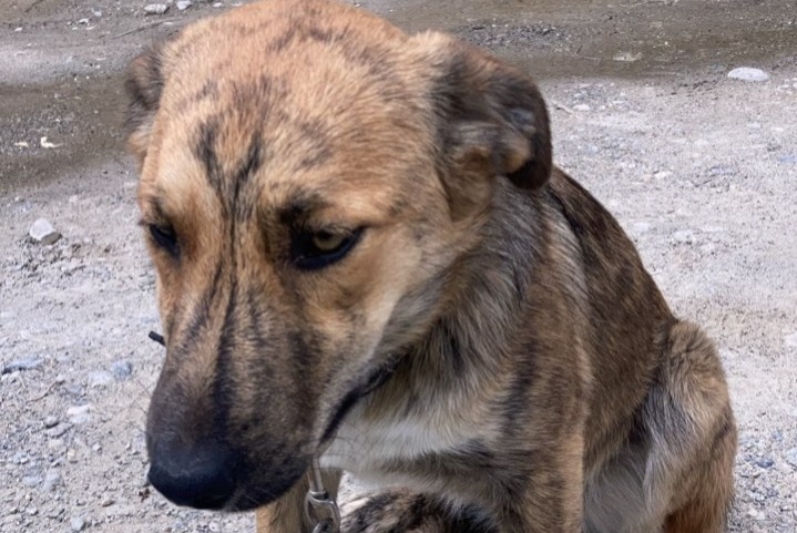 Alerta desaparecimento Cão cruzamento  Fêmea , 2 anos Châteauroux-les-Alpes France