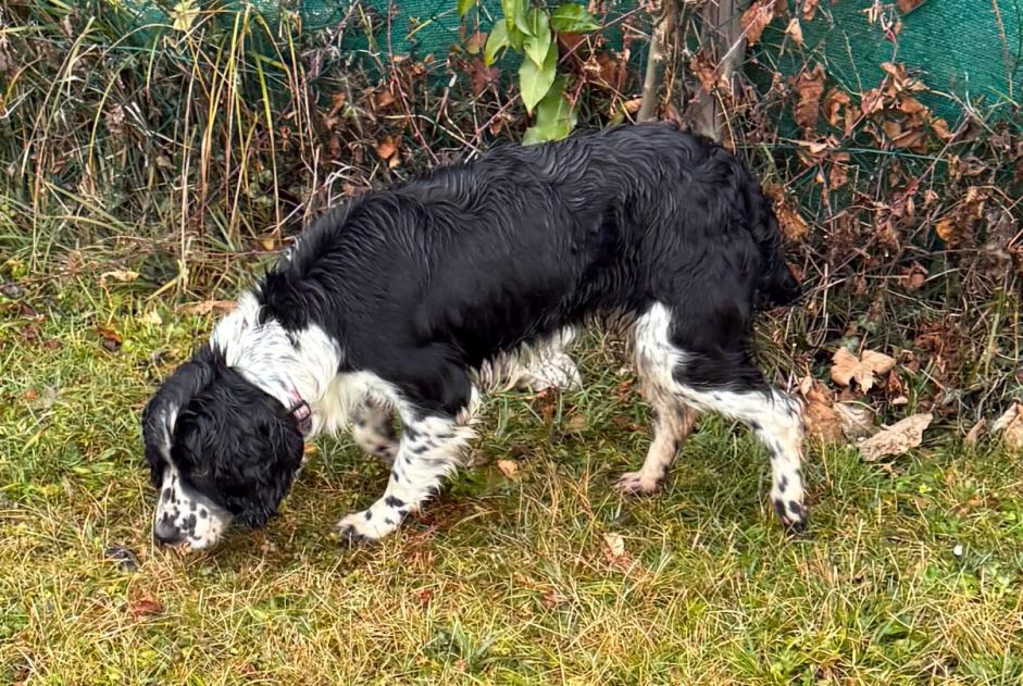 Alerta descoberta Cão Fêmea Saint-Jorioz France