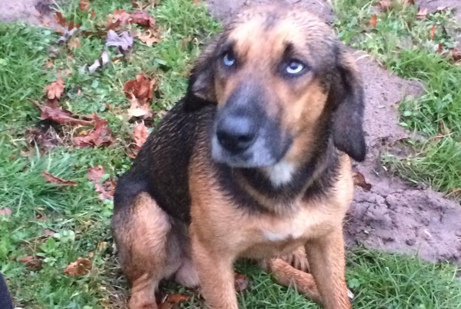 Alerta descoberta Cão cruzamento  Macho Saint-Paul-en-Born France