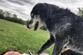 Alerta desaparecimento Cão cruzamento  Fêmea , 11 anos Saint-Georges-de-Didonne France