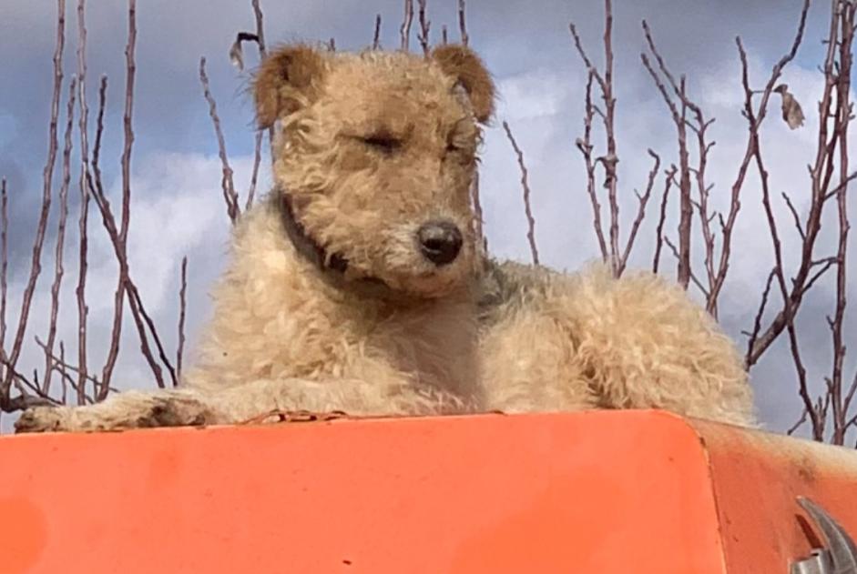 Alerta desaparecimento Cão  Macho , 3 anos Gondrin France